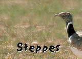 spain birding guided day tours steppes banner